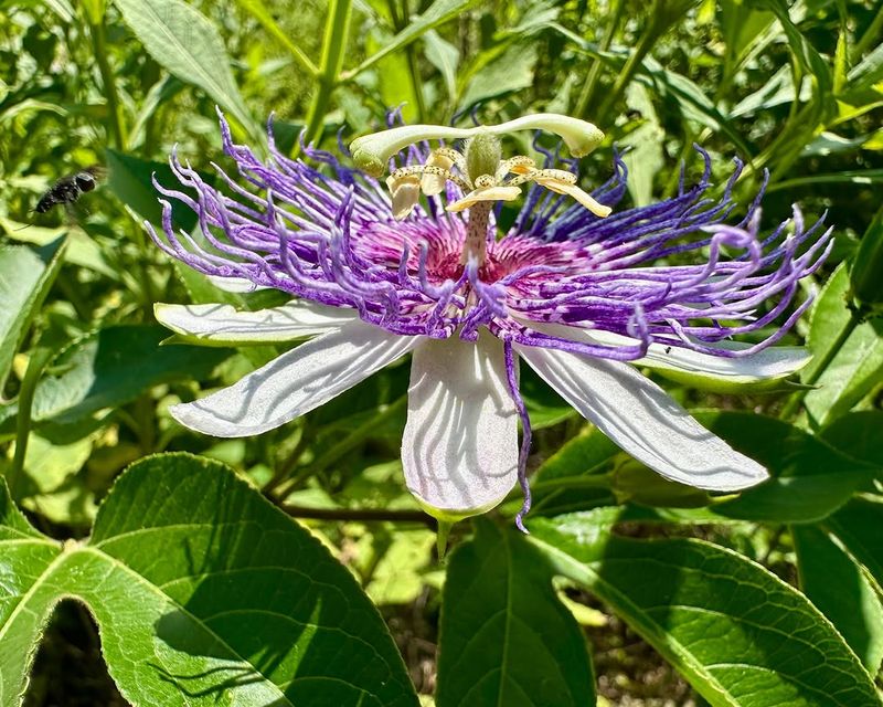 Passionflower