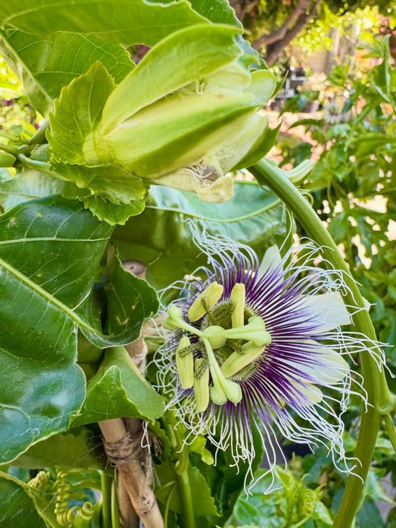 Passionfruit Vines Climb Quickly In Warm Weather