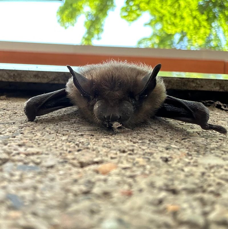 Patience And Respect Matter Once Bats Start Using The Space