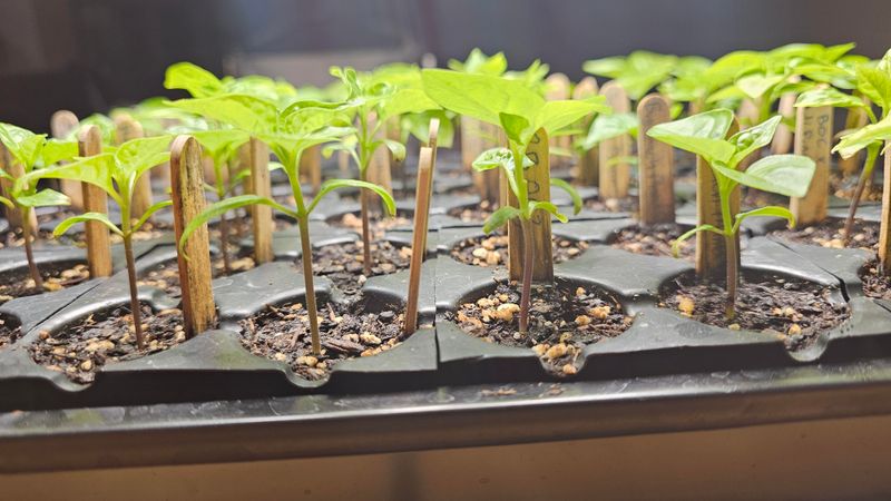 Pause Extra Fertilizer Before Planting