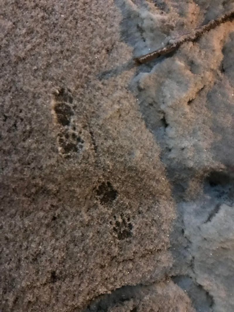 Paw Prints In Mud Or Sand