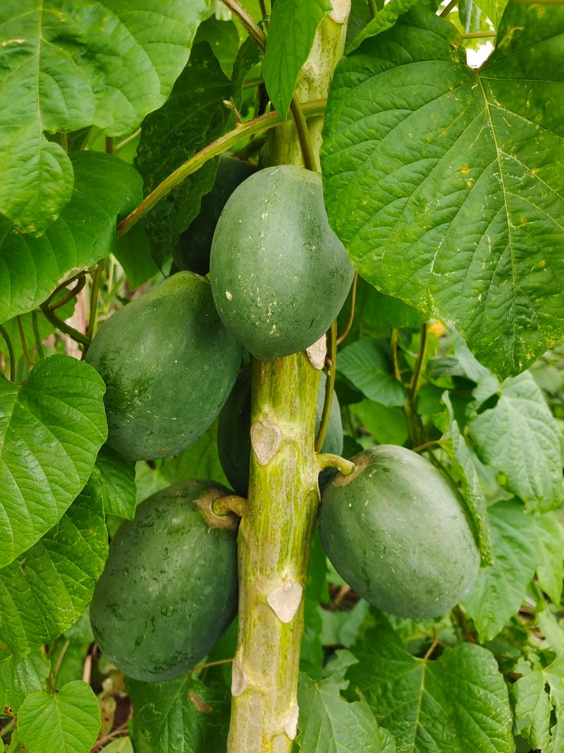 Pawpaw
