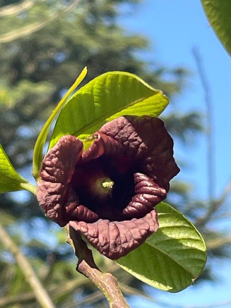 Pawpaw Brings Unusual Flowers And Big Native Personality