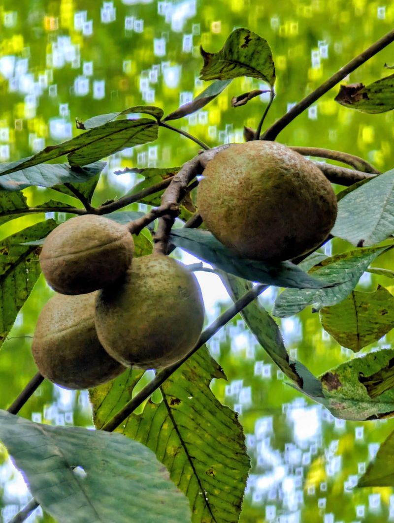 Pawpaw Trees