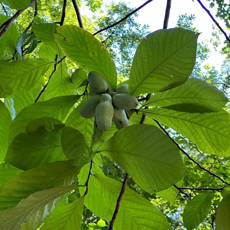 Pawpaw Trees