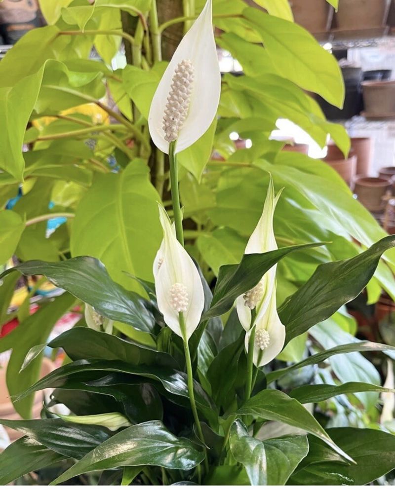 Peace Lily Adds Elegant Texture To Garden Beds