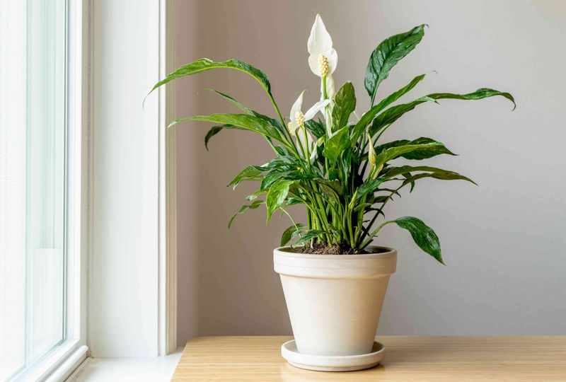 Peace Lily (Spathiphyllum Hybrids)
