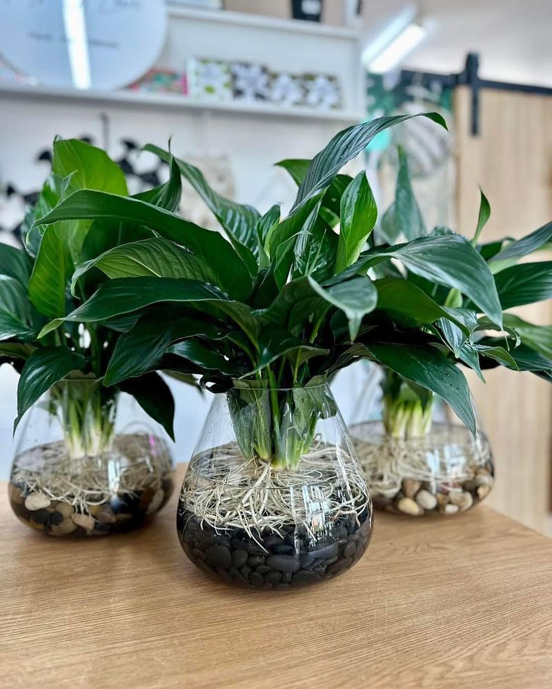 Peace Lily