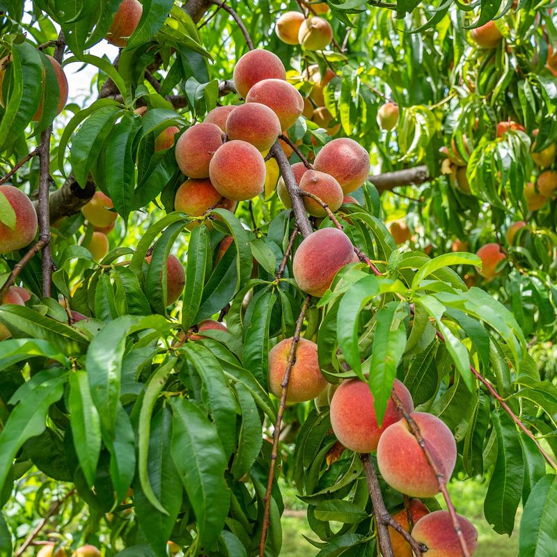 Peach Tree