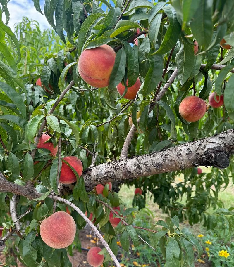 Peach Tree