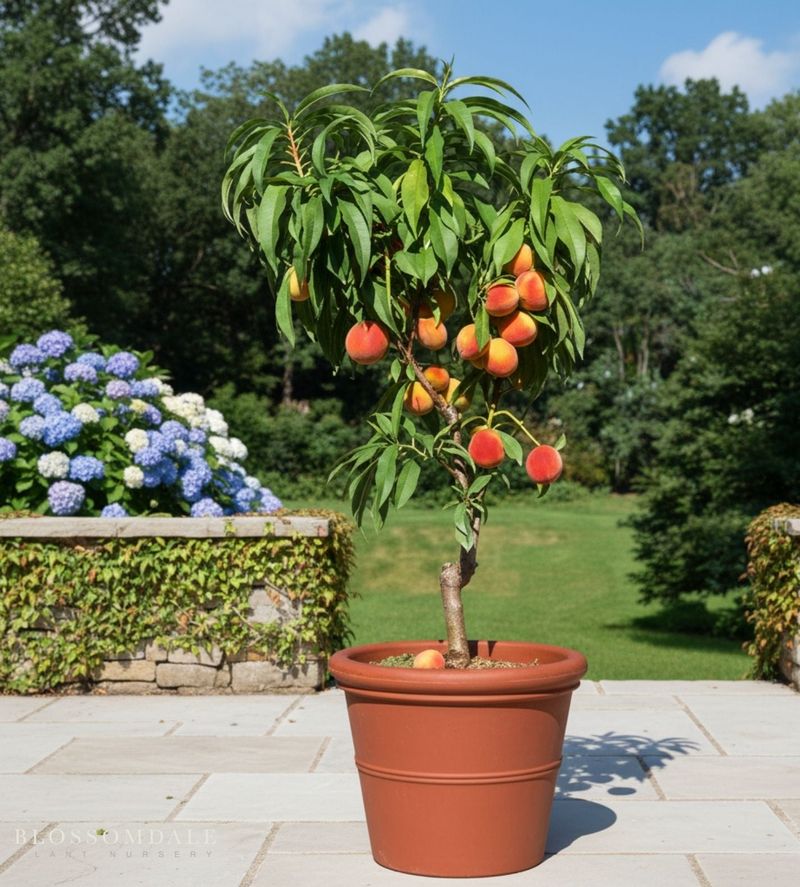 Peach Tree