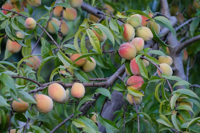 Peach Trees (Reliance Variety)