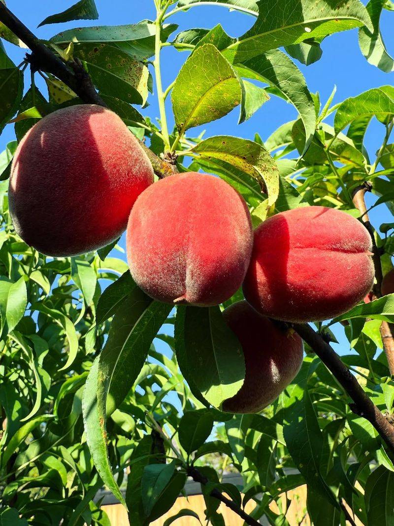 Peach Trees