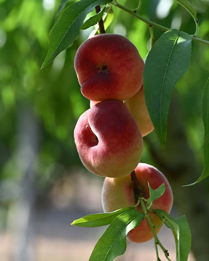 Peach