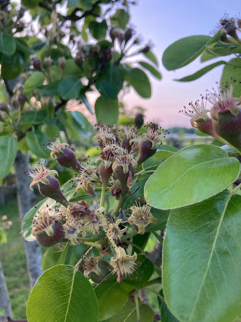 Pear Trees Pear Trees