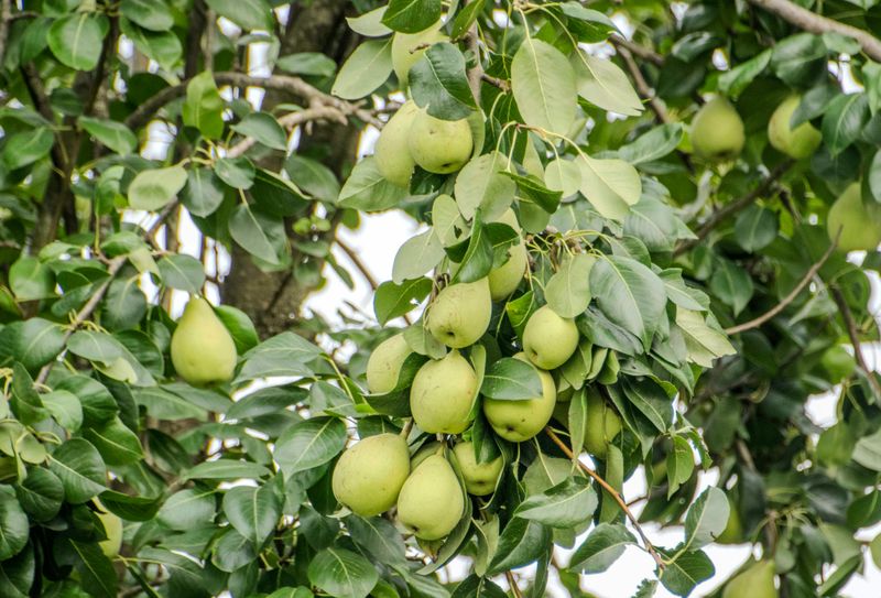 Pear Trees