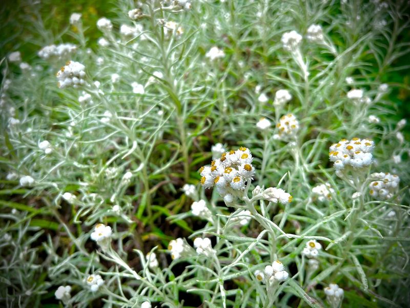 Pearly Everlasting Pearly Everlasting