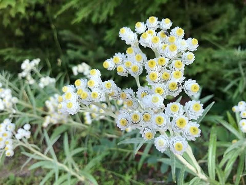 Pearly Everlasting Pearly Everlasting