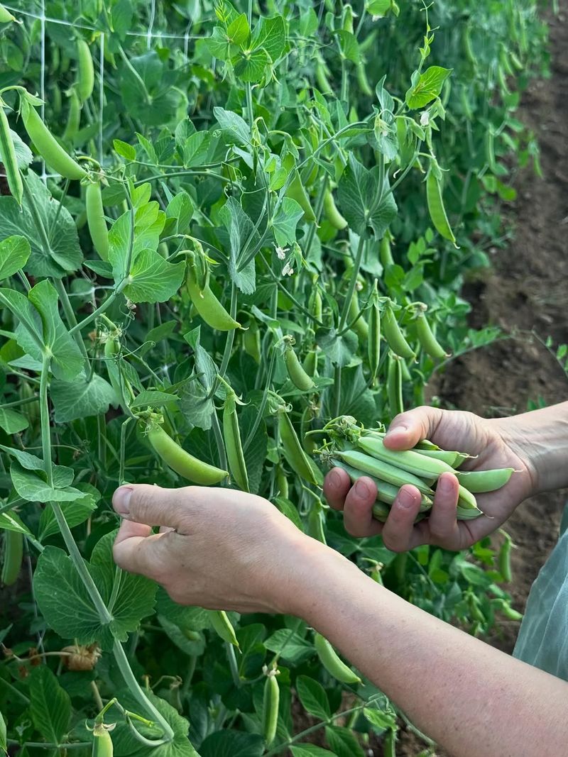 Peas Are One Of North Carolina's Best Early Vertical Crops