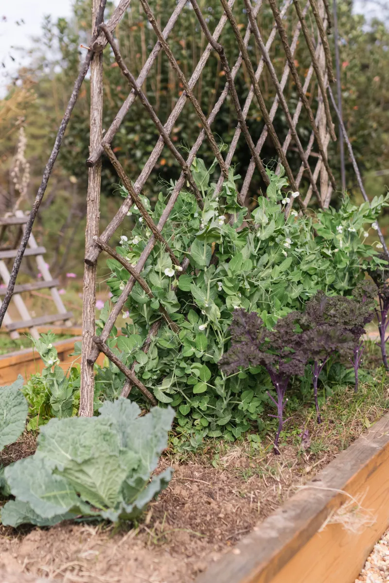 Peas Attach Easily To Fencing And Grow Well In Raised Beds