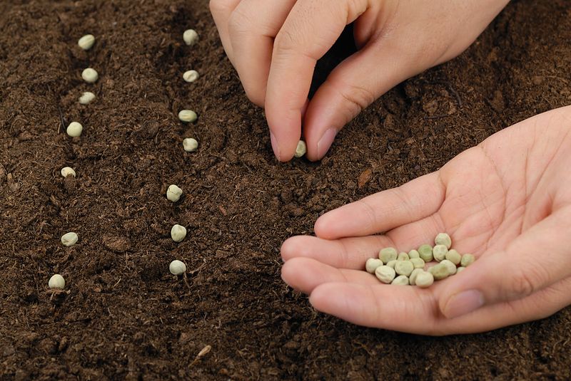 Peas Need To Be Sown Before The Heat Arrives