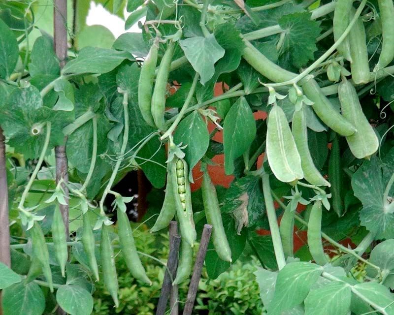 Peas (Pisum sativum)
