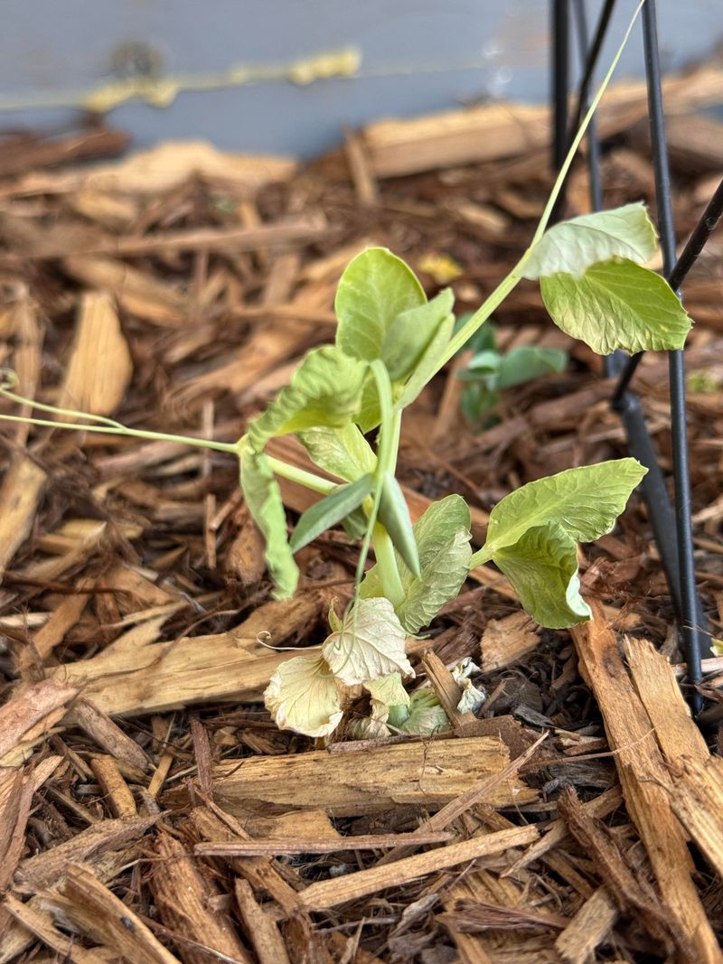 Peas Struggle Once Overnight Air Stays Warm