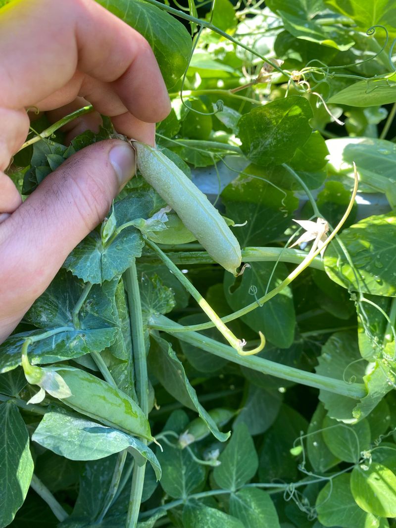 Peas Take Off In Cool Soil
