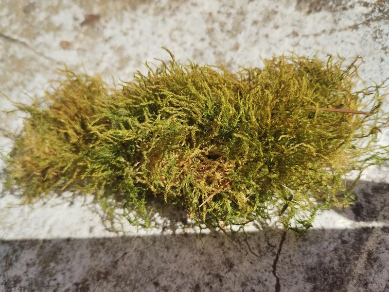 Peat Moss Has No Idea What Maryland Summers Are Like