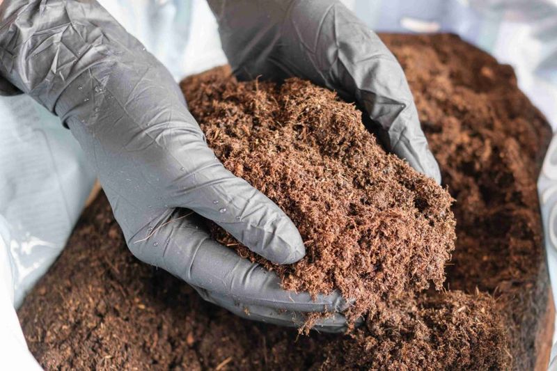 Peat Moss