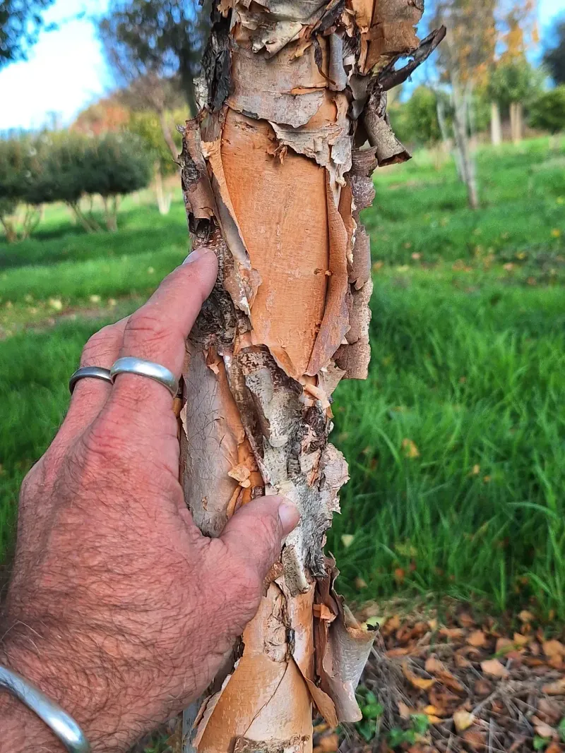 Peeling Bark Can Reveal Serious Underlying Problems Peeling Bark Can Reveal Serious Underlying Problems