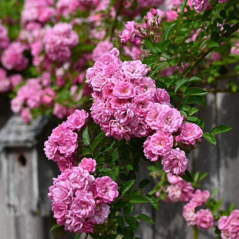 Peggy Martin Rose