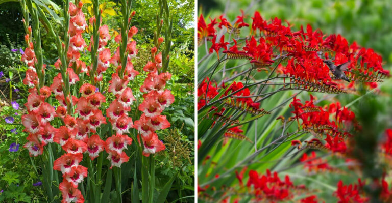 Gladiolus and Crocosmia