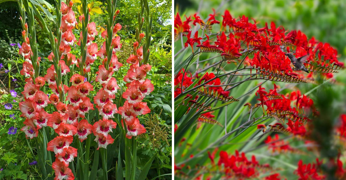 Gladiolus and Crocosmia