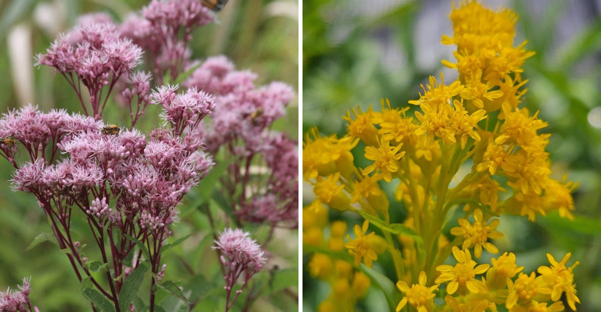 joe pye weed and goldenrod