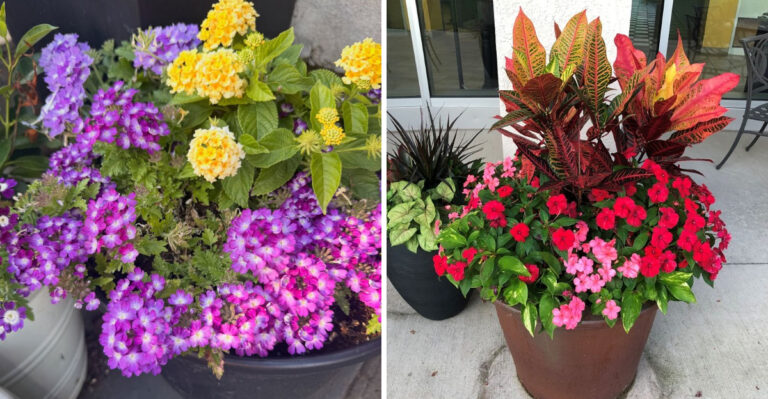 potted flowers
