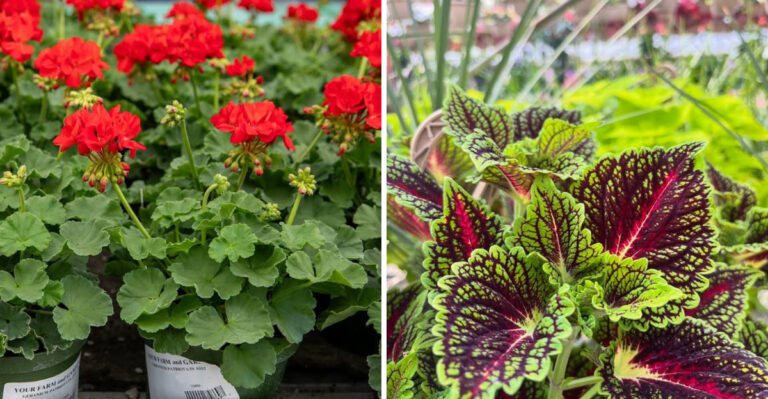 geranium and coleus