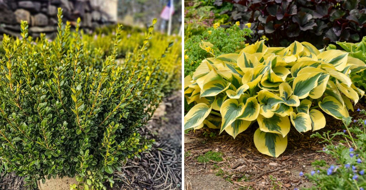 boxwood and hosta