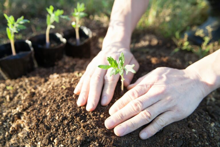 planting tomato