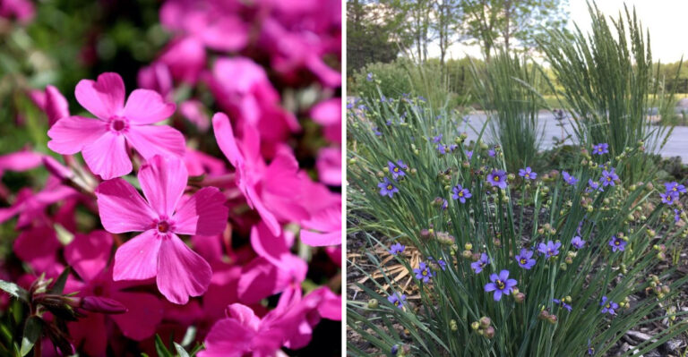 creeping phlox and blue eyed grass