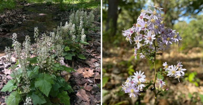 foamflower and blue wood aster