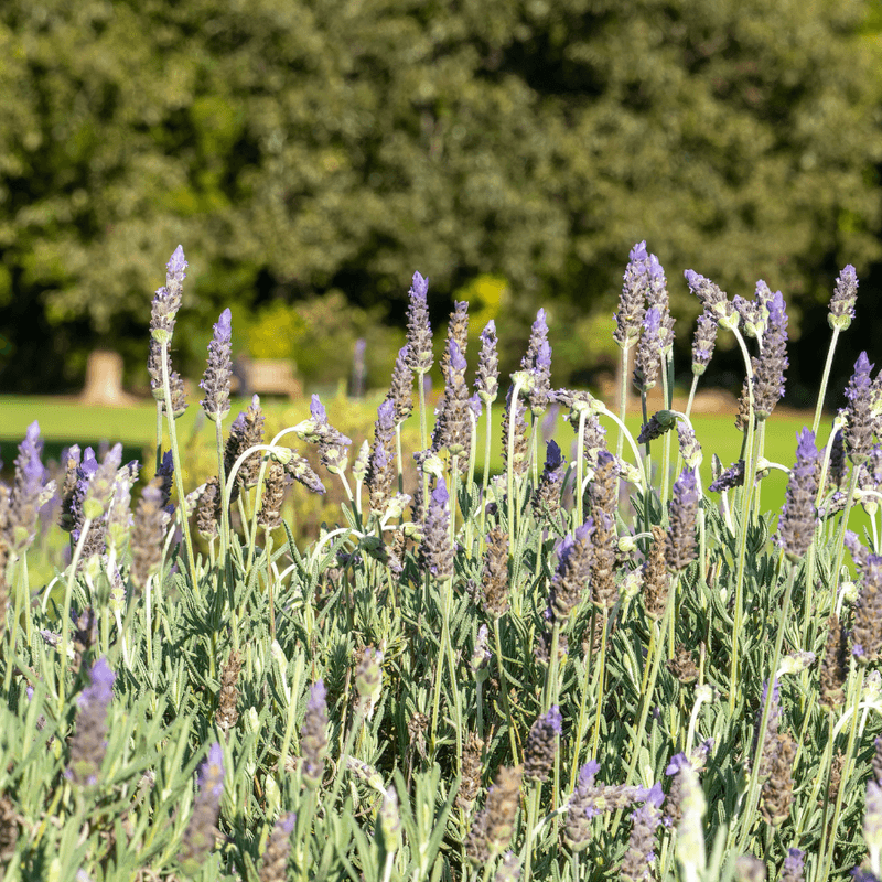 Pennsylvania Humidity Can Stress Lavender
