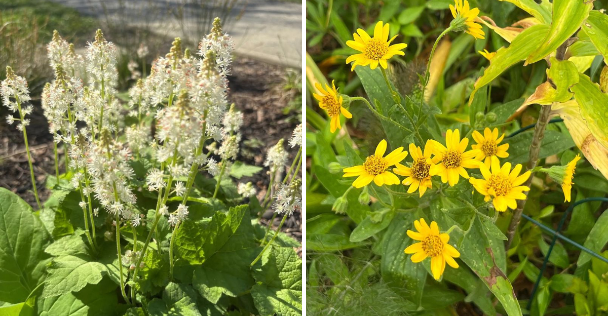 foamflower and green and gold