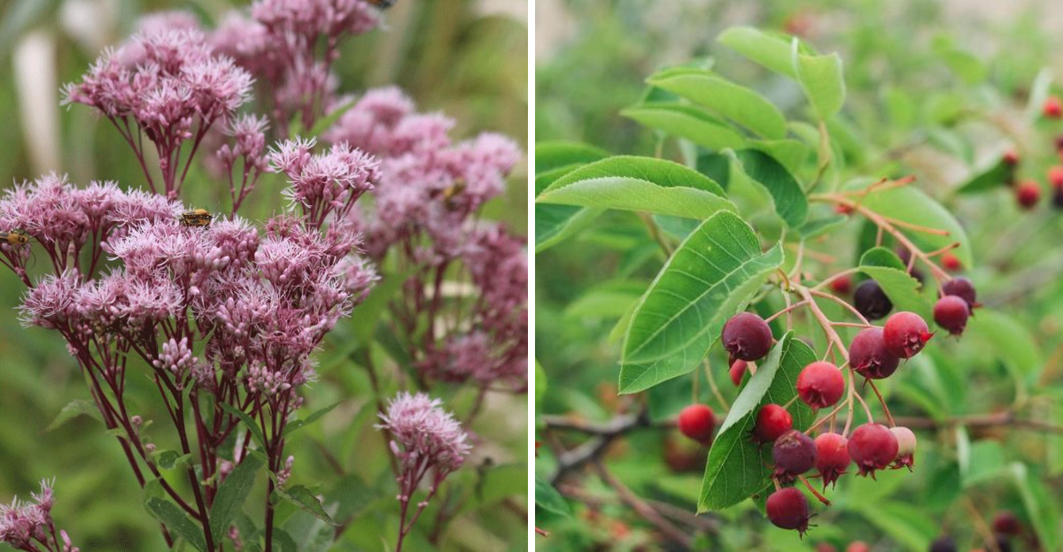 joe-pye weed and serviceberry