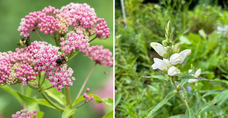 swamp milkweed and white turtlehead