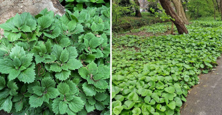 Allegheny Spurge and Wild Ginger
