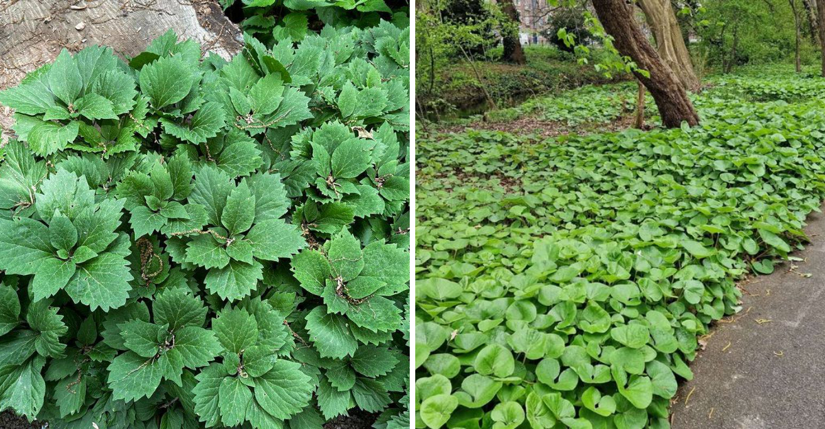Allegheny Spurge and Wild Ginger