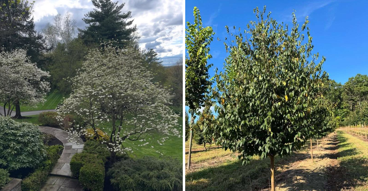 flowering dogwood and american hornbeam