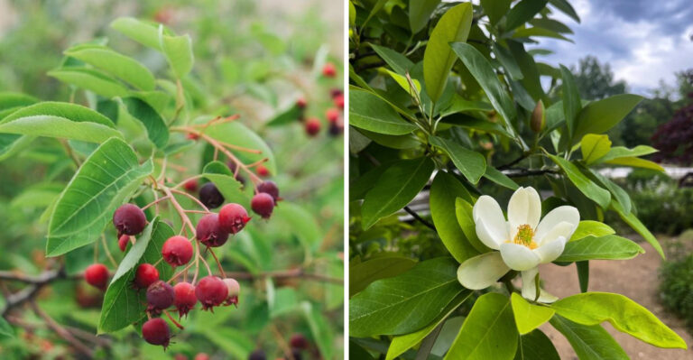 serviceberry and sweetbay magnolia