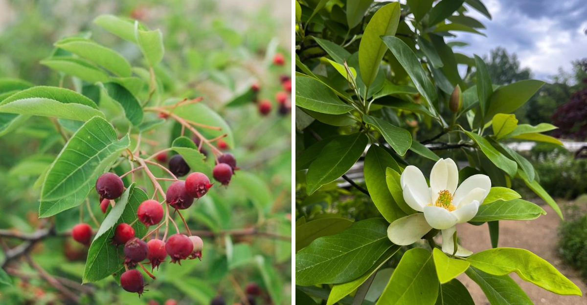 serviceberry and sweetbay magnolia
